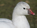 Ross's Goose